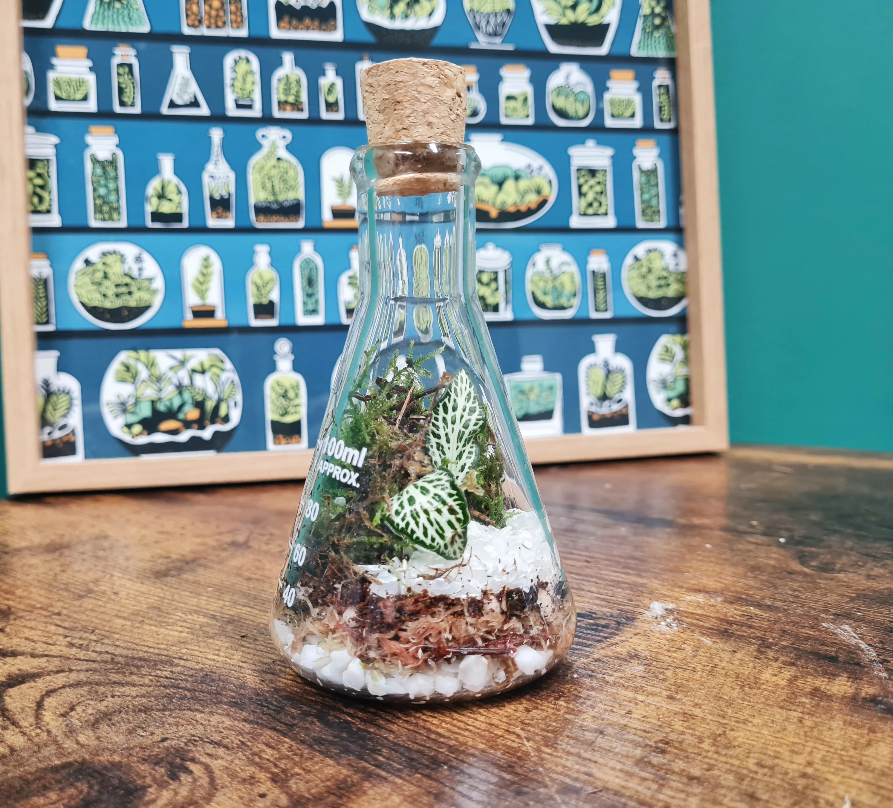 100ml Conical Flask Terrarium - Image 3