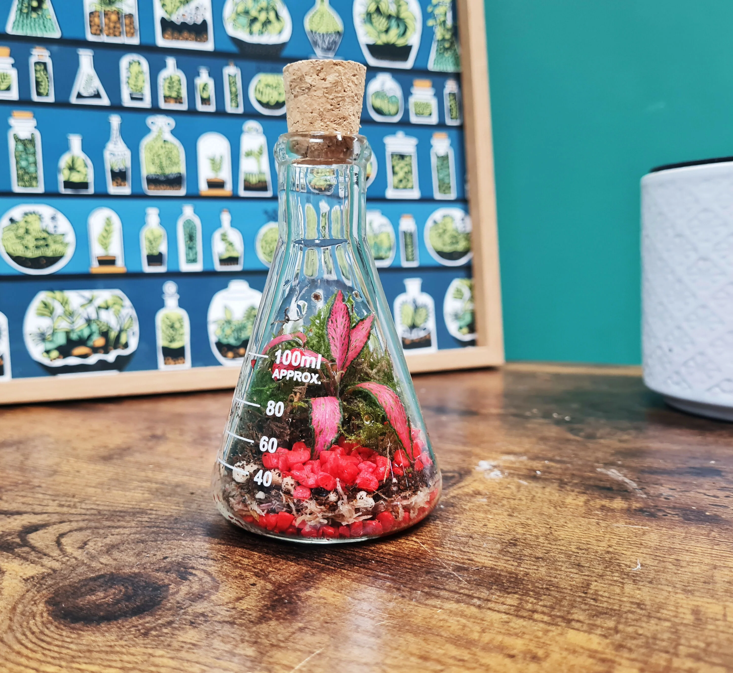 100ml Conical Flask Terrarium - Image 4