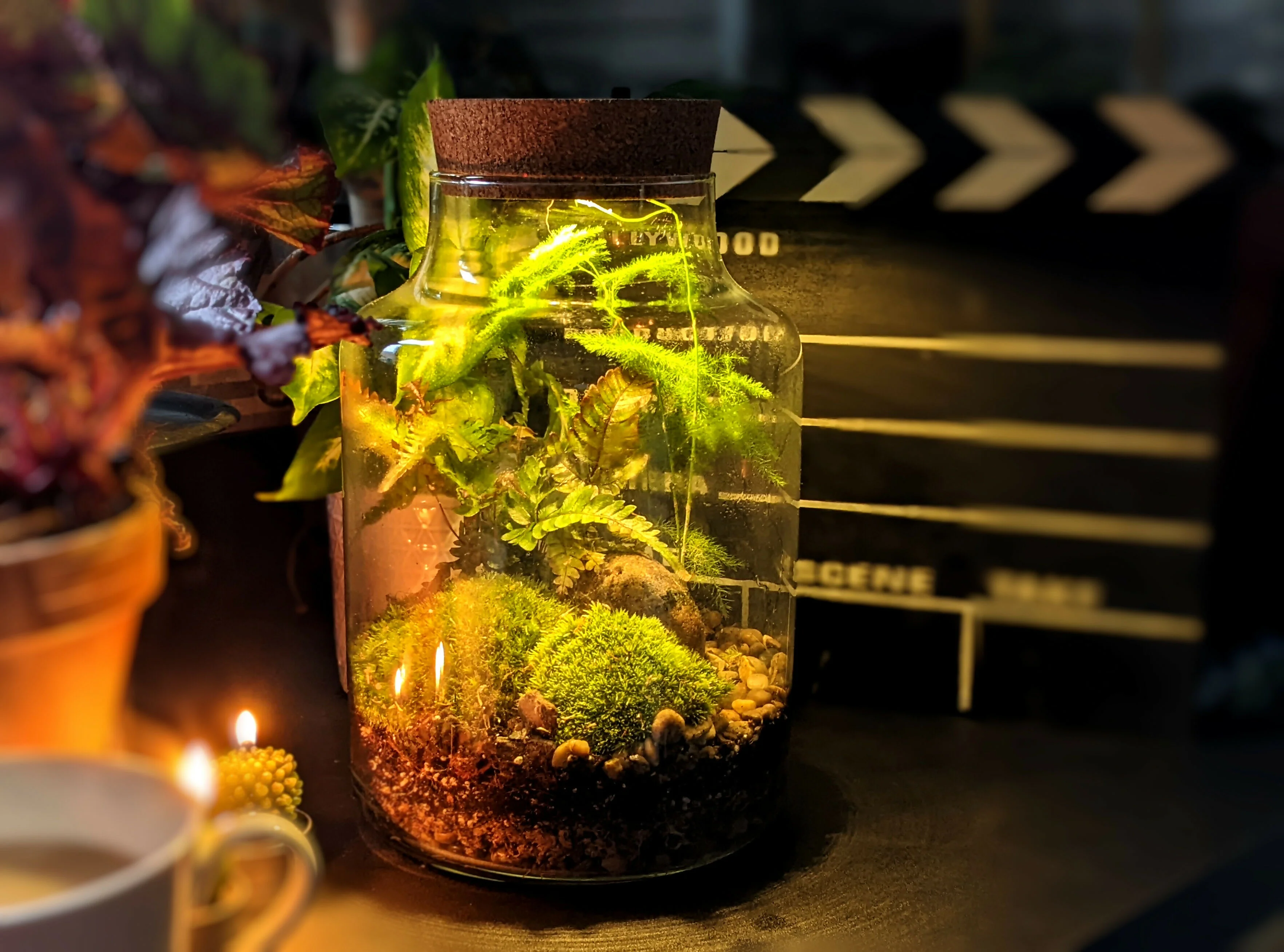 Tall Bonsai Terrarium - Image 3