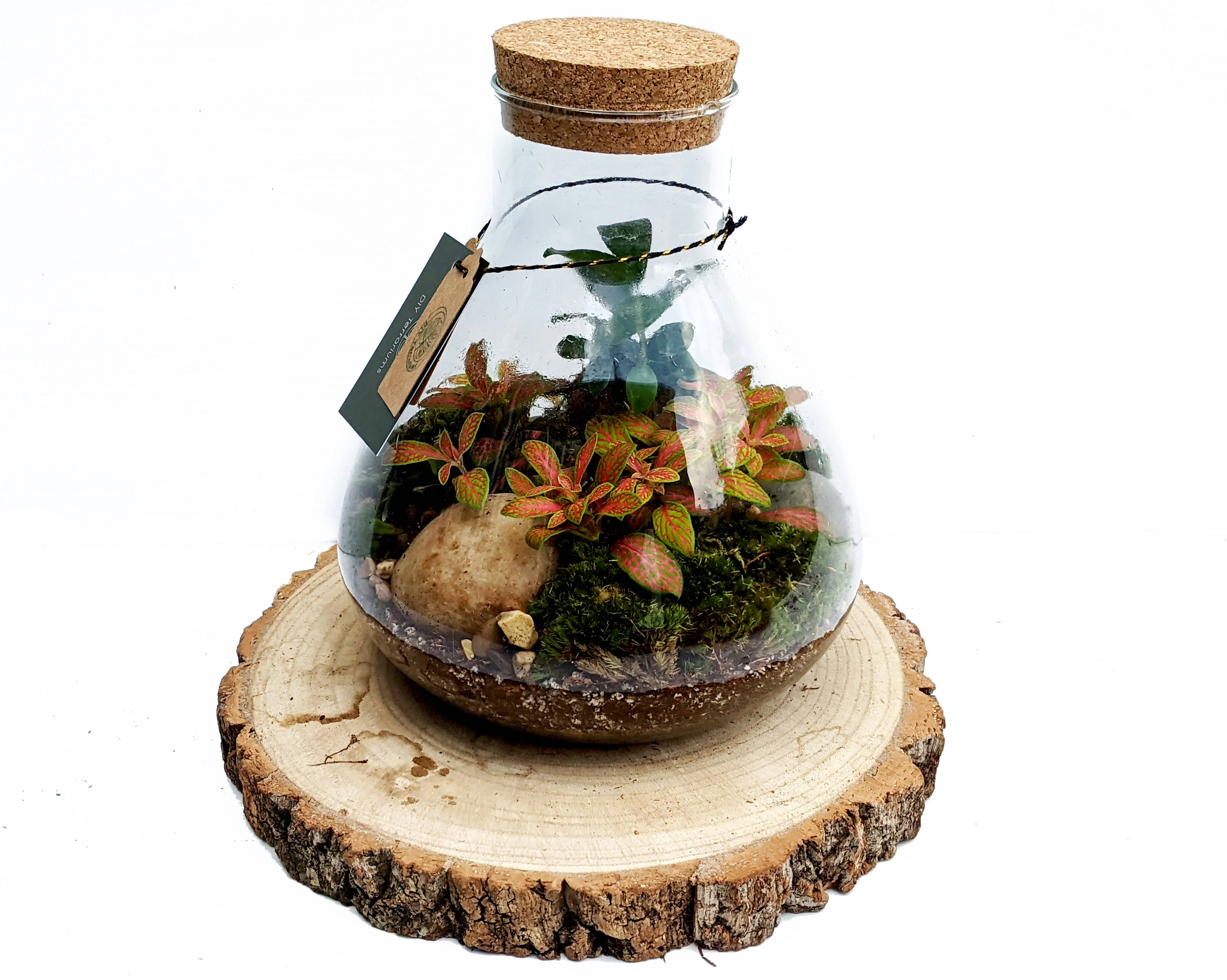 Conical Closed Bonsai Terrarium - Image 3