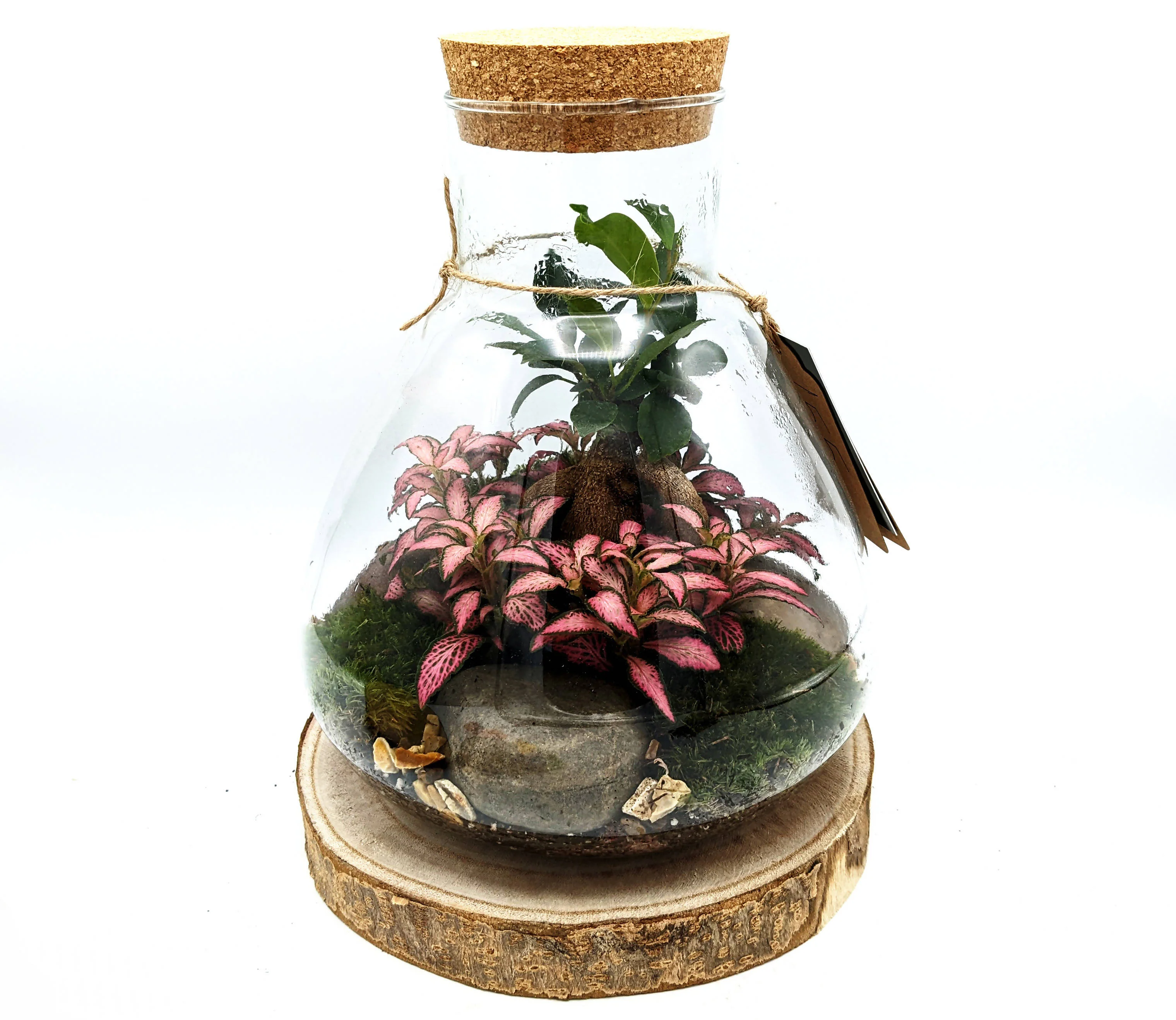 Conical Closed Bonsai Terrarium - Image 4