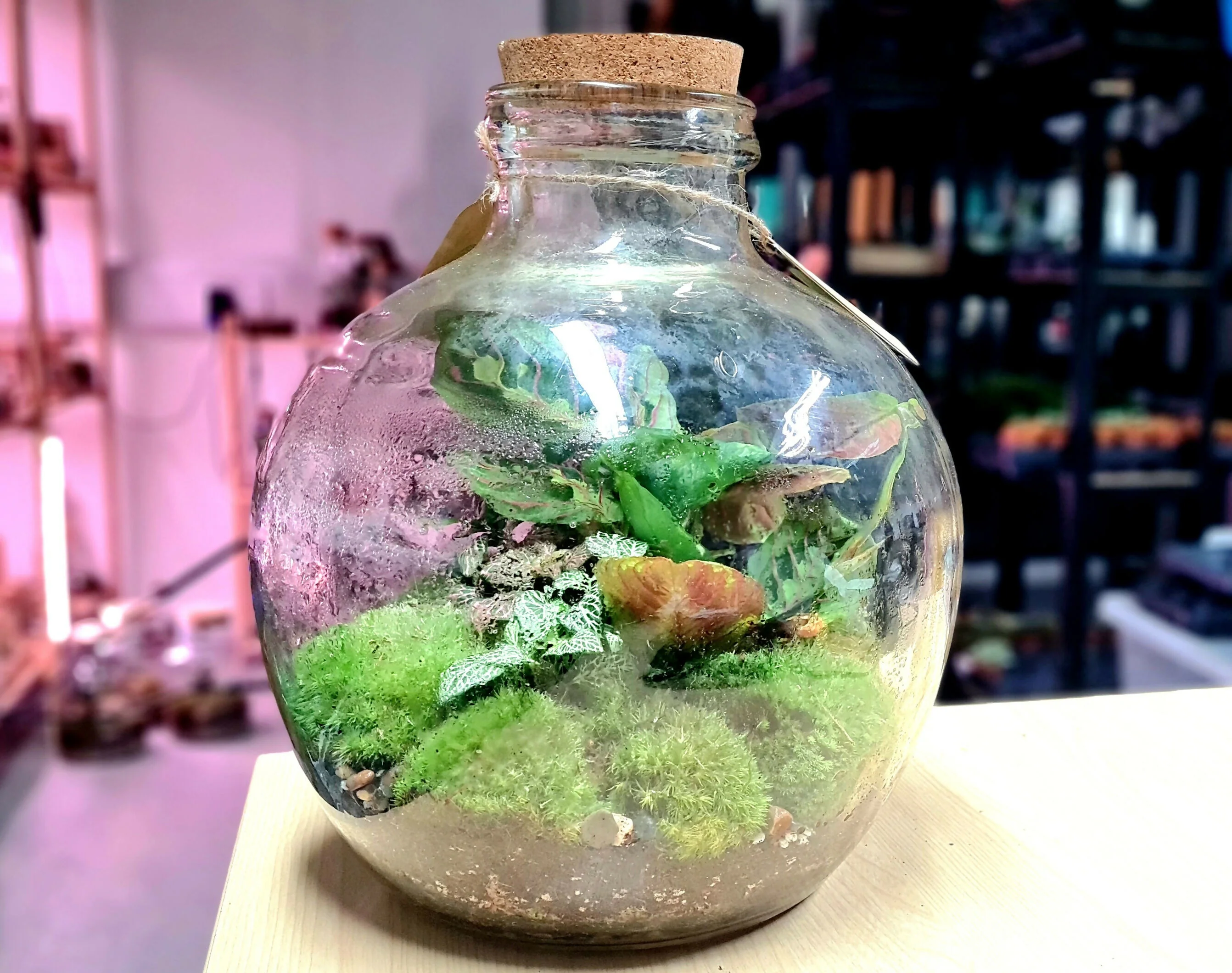 Large Carboy Light Up Terrarium - Image 4