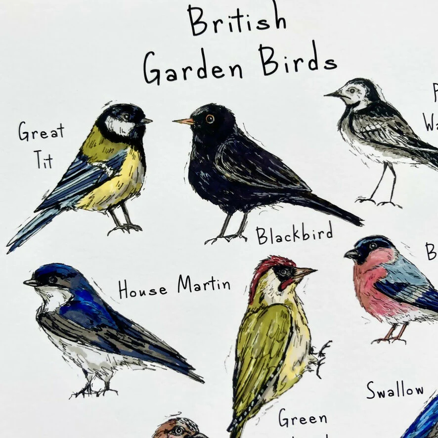 Garden Birds of Britain Greetings Card - Image 3
