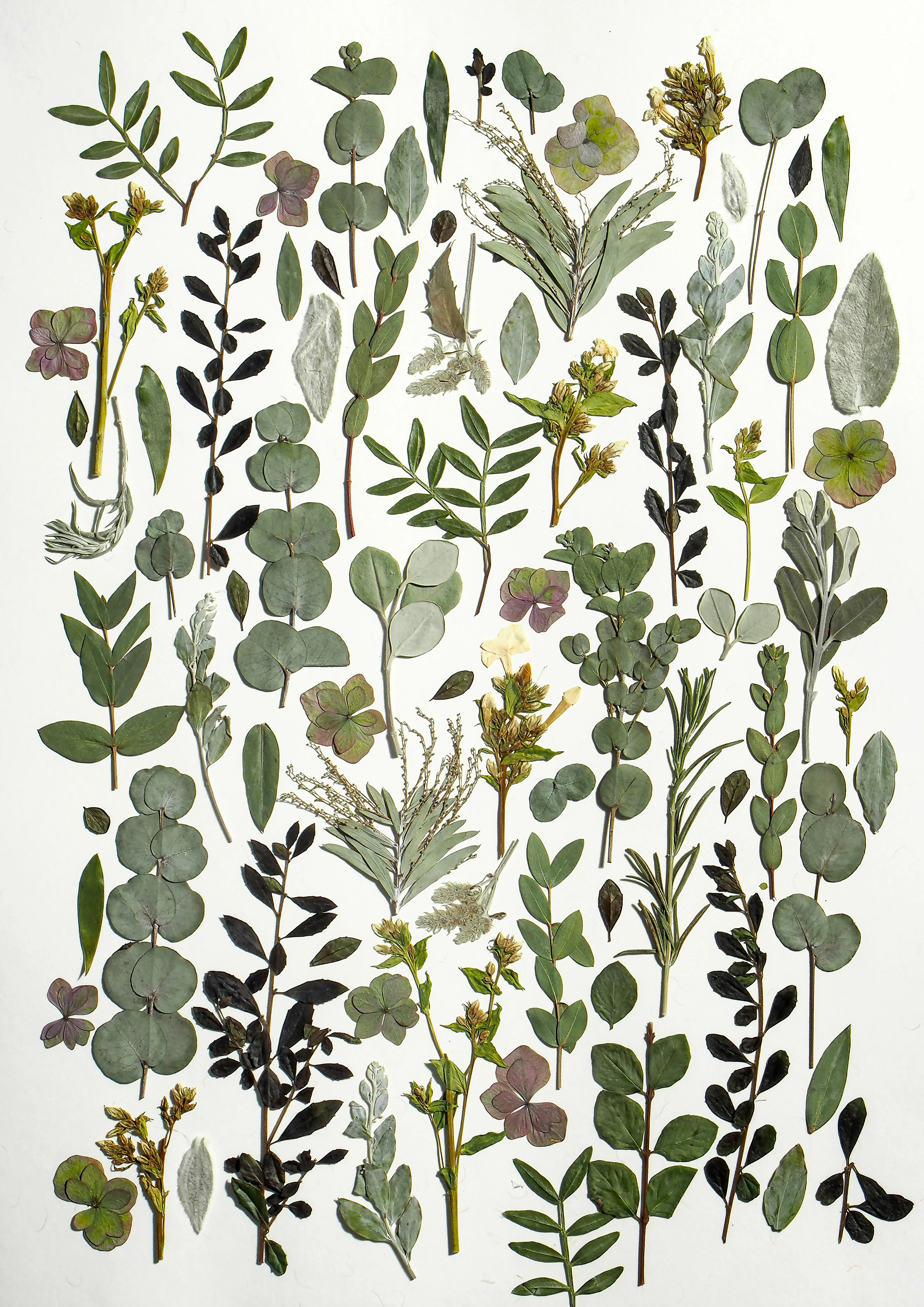 Pressed Flower Prints - Image 3