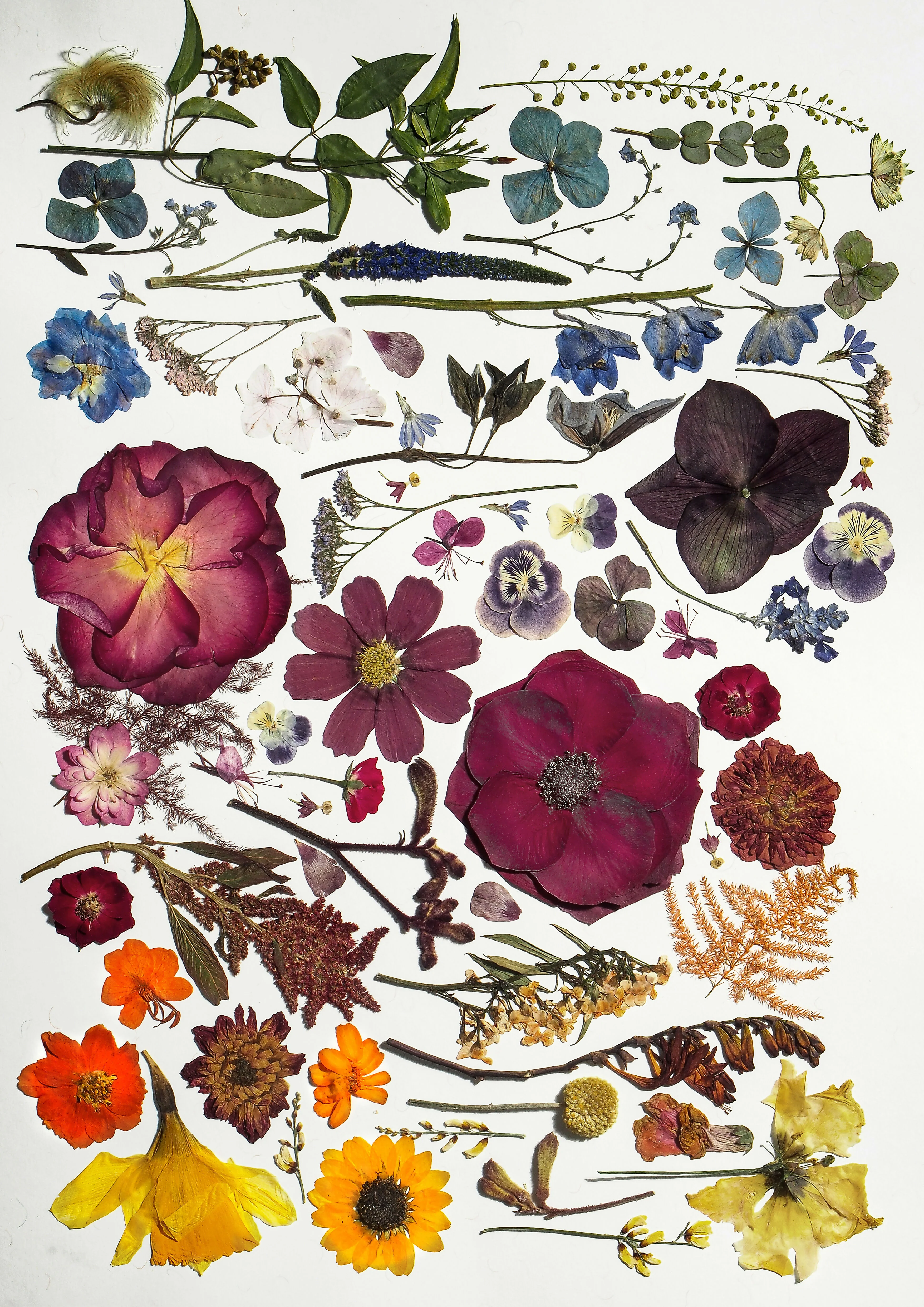 Pressed Flower Prints - Image 5