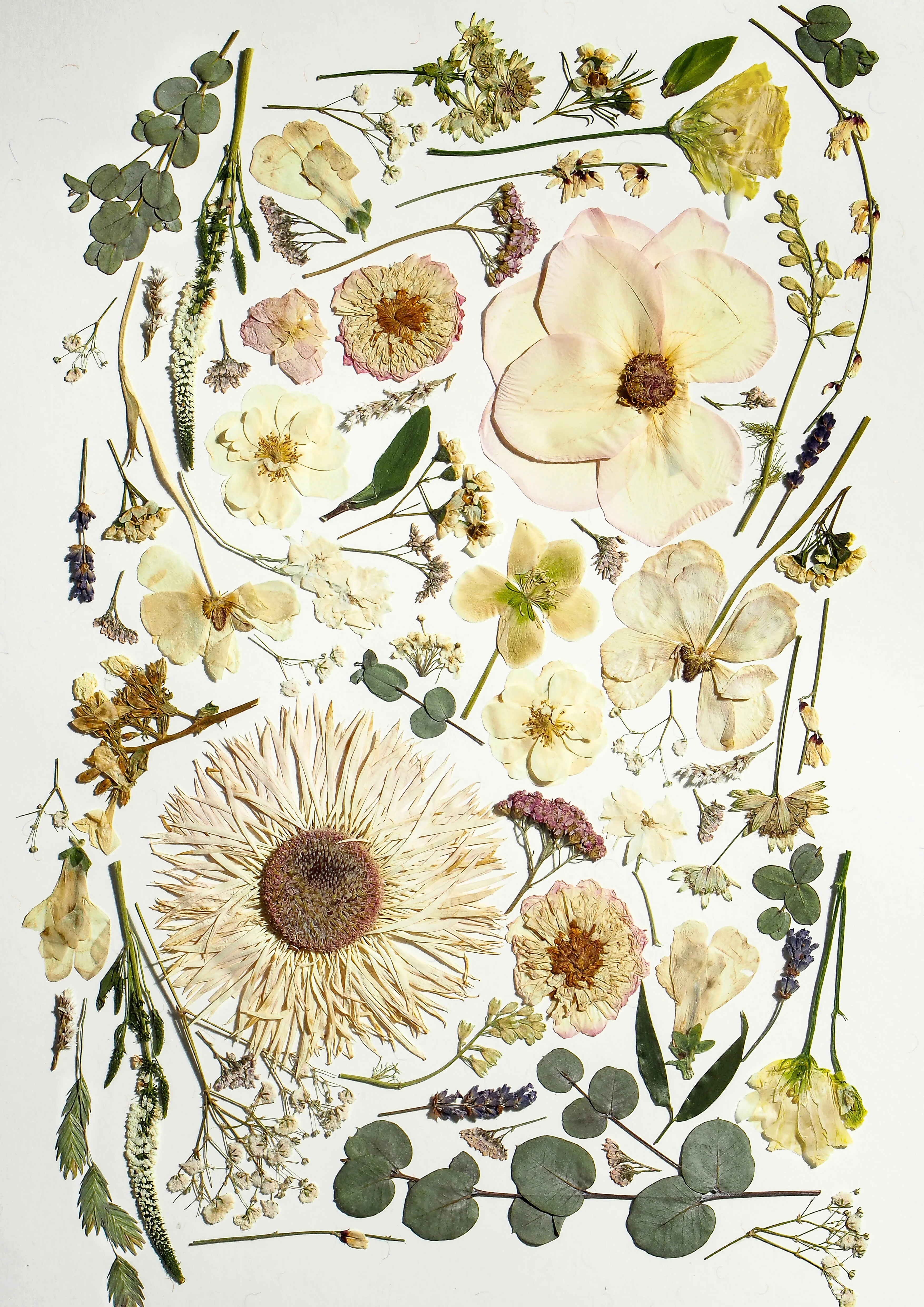 Pressed Flower Prints - Image 6