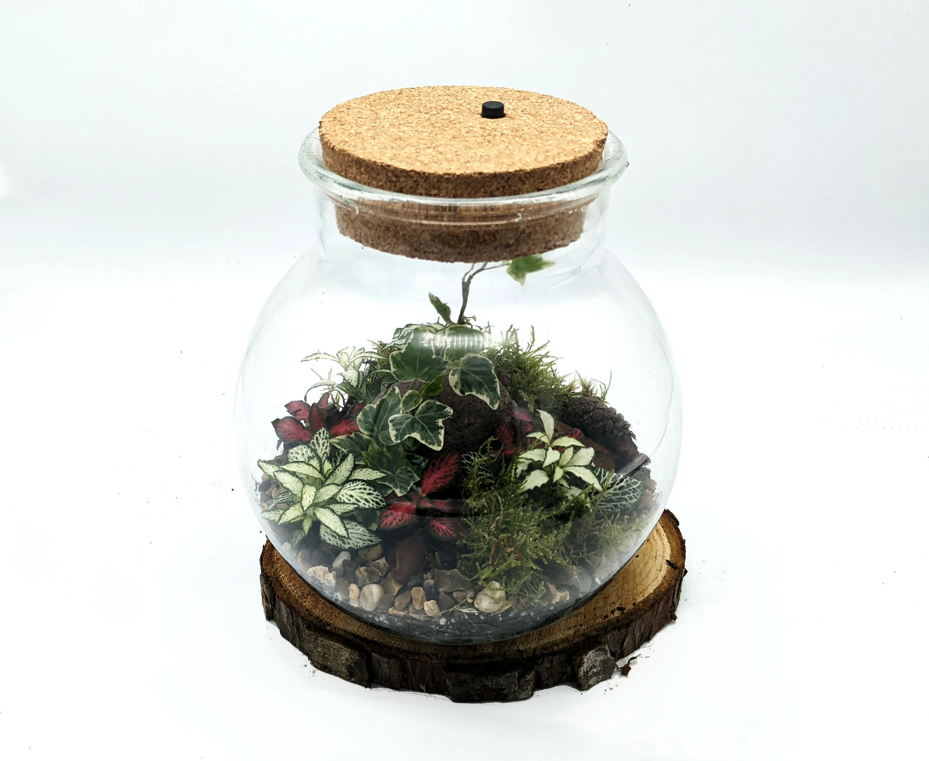 Round Light Up Terrarium - Image 3