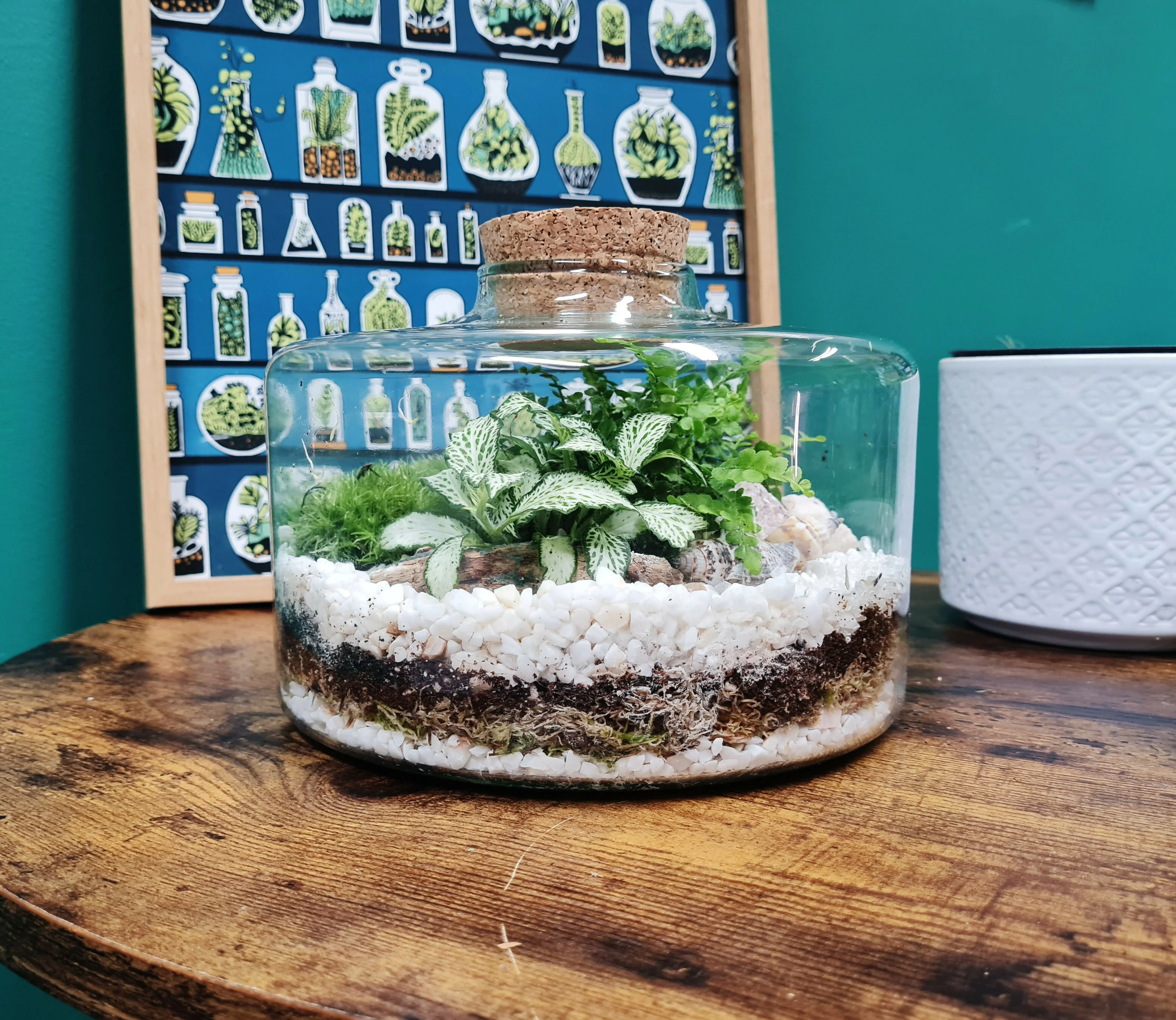 Short & Stout Terrarium - Image 3
